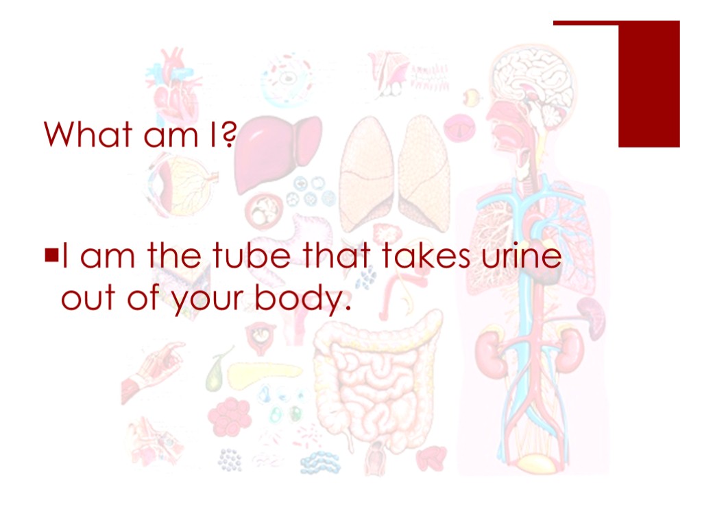 What am I? I am the tube that takes urine out of your body.
